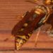 軒下の蜂を追い出す・・・蚊取り線香、ダメ。木酢液、ダメ。やはり専用の「ハチの巣を作らせない ハチアブスーパージェット」でやっと追放